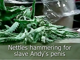 Stinging nettles hammering penis dare by andy